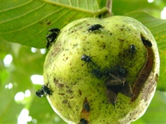 Guava suffering from weevil attack
